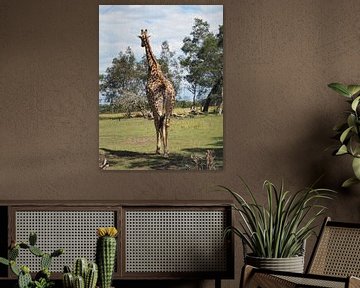 Giraffe op rug safari van Sanne Bakker