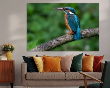 Kingfisher in Amsterdam van Peter Bartelings