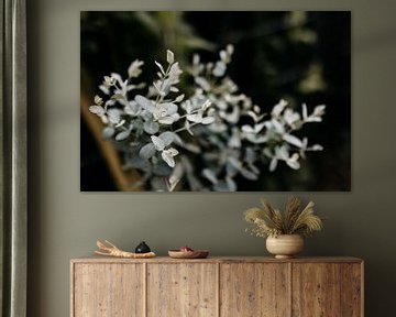 Eucalyptus Gunnii van Carla van Dulmen