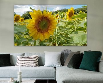 Sunflower by Ton van Waard - Pro-Moois