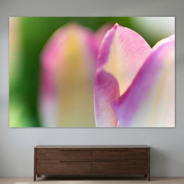 Détail d'une feuille de tulipe sous le soleil de printemps