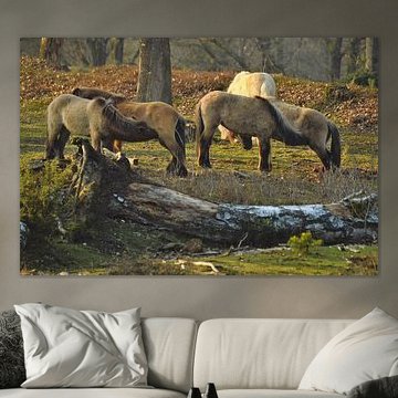 Paarden op de Posbank Veluwezoom