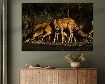 Red deer calf