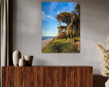 Coastal forest at the Baltic Sea near Nienhagen by Rico Ködder