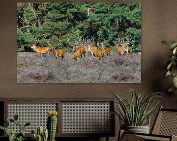 Groupe de cerfs rouges mâles sur Merijn Loch