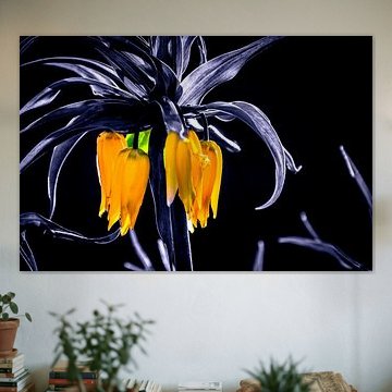 emperor's crown black and white with yellow flowers plant flower