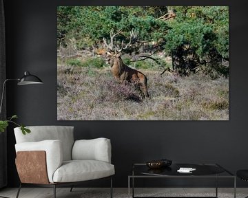 Burlend deer by Merijn Loch