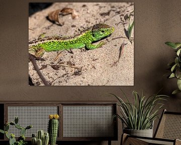 Sand lizard by Merijn Loch