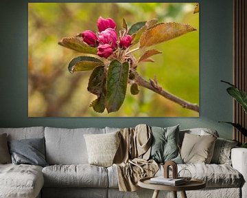 Roze bloesem bijna bloeiend van de frisse Elstar appel van Jolanda de Jong-Jansen