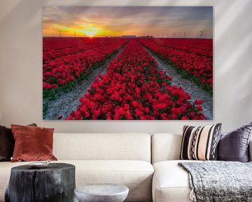 Tulpenfeld bei Sonnenuntergang auf Flevoland von Arthur Puls Photography