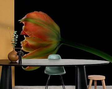 Tulip on black by Carine Belzon