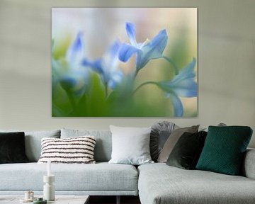 Fleurs sauvages bleu tendre sur Carine Belzon