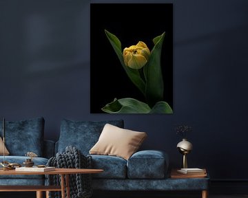 Gele tulp op zwart