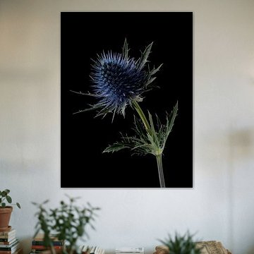 Distel op zwart