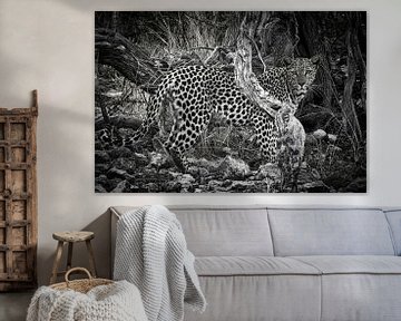 leopard by Ed Dorrestein