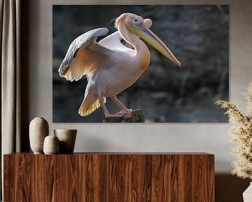 Pink Pelican by Lex van Doorn