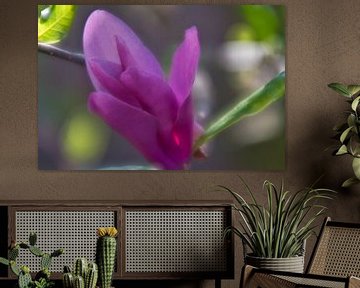 De zachtheid en een roze magnolia van Jolanda de Jong-Jansen