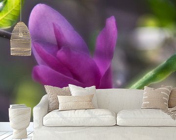 Die Weichheit und eine rosa Magnolie