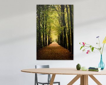 Herbstlicher Waldweg