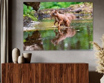 Eekhoorn met reflectie in het water van Merijn Loch
