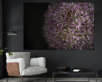 Allium Giganteum by Wim van de Water