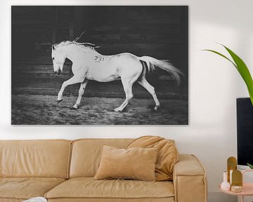 Lipizzan stallion by Chris Ciunga