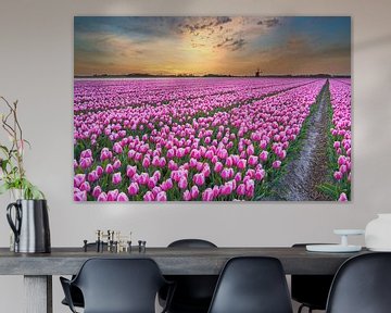 Coloured tulips at a coloured sunrise in spring by eric van der eijk