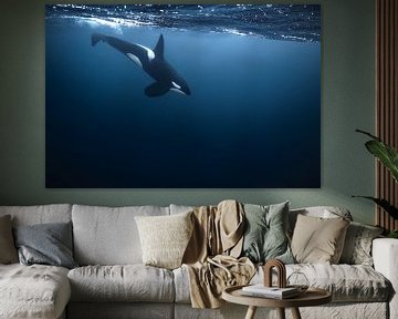 Een prachtige orka in noord Noorwegen van Koen Hoekemeijer