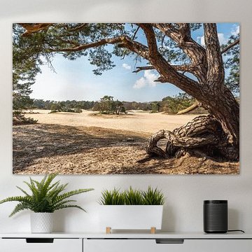 Vue des petites dunes