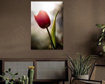 Happy Tulip van Vliner Flowers