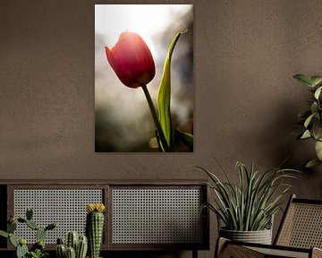 Tulipe joyeuse sur Vliner Flowers