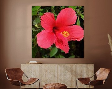 Hibiscus rose et rouge sur Ineke de Rijk