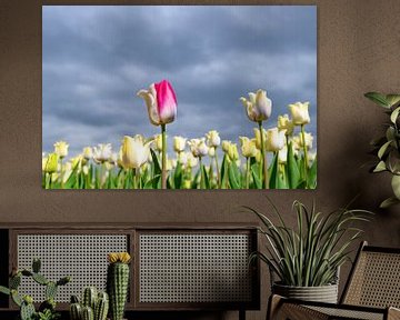 Bloeiende witte tulpen en een roze tulp in het voorjaar van Sjoerd van der Wal