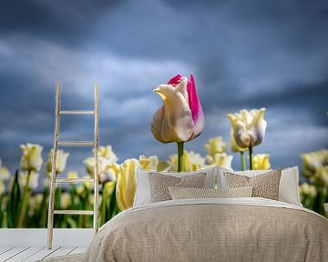 Field of blossoming white tulips and one pink tulip during springtime by Sjoerd van der Wal Photography