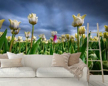 Field of blossoming white tulips and one pink tulip during springtime by Sjoerd van der Wal Photography