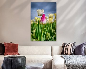 Feld mit blühenden weißen Tulpen und einer rosa Tulpe im Frühling von Sjoerd van der Wal