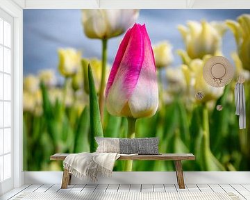 Field of blossoming white tulips and one pink tulip during springtime by Sjoerd van der Wal Photography