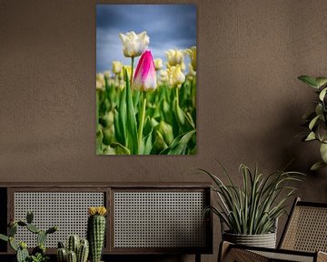 Feld mit blühenden weißen Tulpen und einer rosa Tulpe im Frühling von Sjoerd van der Wal Fotografie