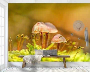 Pilze in der Morgensonne