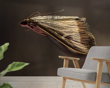 De Buxusmot - Cydalima perspectalis