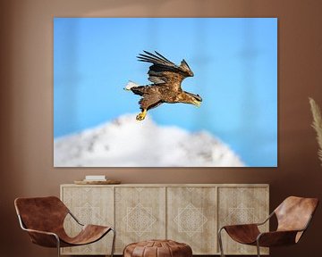 White-tailed eagle or sea eagle hunting in the sky