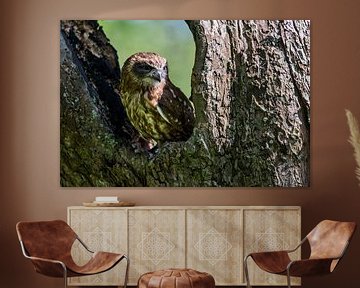 Cuckoo owl - Cuckoo owl - Ninox novaeseelandiae