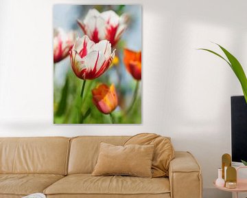 Tulipa flamboyante saute verte sur Corinne Welp