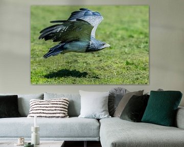 Grey Eagle Buzzard or Chile Eagle
