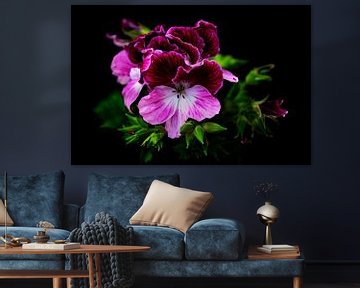 Pink Geranium flower