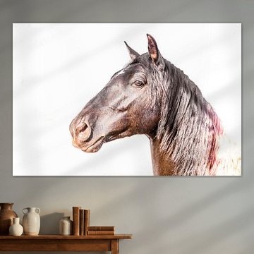 Portret van een hengst