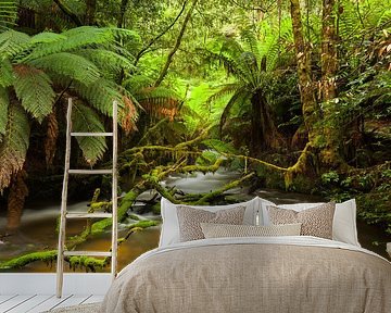 Australië Varen - Paradijs - Tasmanië Regenwoud van Jiri Viehmann