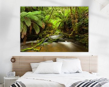 Australië Varen - Paradijs - Tasmanië Regenwoud van Jiri Viehmann