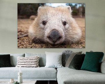 Wombat - Knuffel - Wombat - Australië Wild dier van Jiri Viehmann