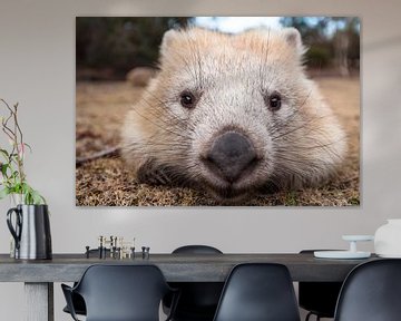 Wombat - Knuffel - Wombat - Australië Wild dier van Jiri Viehmann